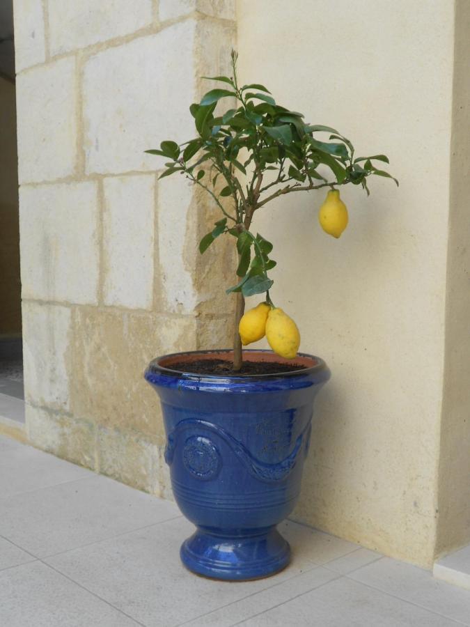 Sous Le Neflier Bed & Breakfast Nimes Exterior photo